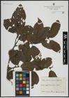 Foto von Salix atrocinerea Brot. x Salix caprea L.